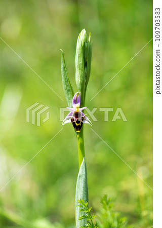 Close up of a flower of a woodcock bee orchid or woodcock orchid ( Ophrys scolopax ). Selective focus 109703583