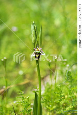 Close up of a flower of a woodcock bee orchid or woodcock orchid ( Ophrys scolopax ). Selective focus 109703585