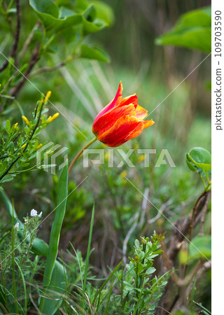Wild red and yellow tulips blooming in a spring forest. Selective focus.Vertical orientation. 109703590