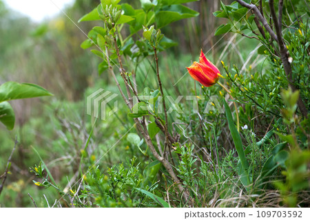 Wild red and yellow tulips blooming in a spring forest. Selective focus. Wild red and yellow tulips blooming in a spring forest. Selective focus. 109703592