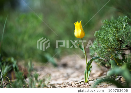 Wild red and yellow tulips blooming in a spring forest. Selective focus. 109703606