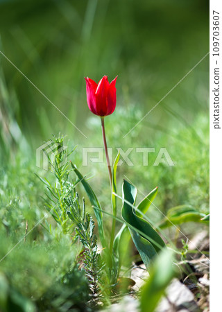 Wild red and yellow tulips blooming in a spring forest. Selective focus.Vertical orientation. 109703607