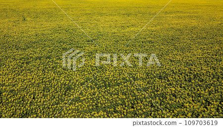 A bird's-eye view captures the golden expanse of a sunflower field, transforming the landscape on a hot summer day. A bird's-eye view captures the golden expanse of a sunflower field, transforming the landscape on a hot summer day. 109703619