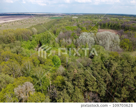European forest, aerial view. Forest landscape in spring. 109703628