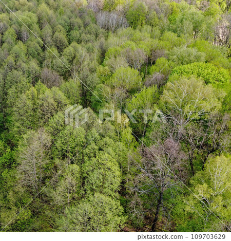 A small river among the trees in spring, aerial view. Forest river. 109703629