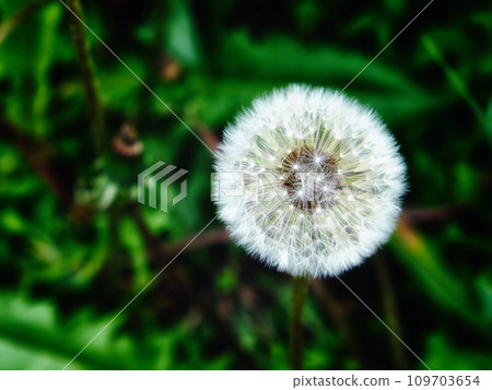 The image presents a dandelion seed head in full bloom with white spikes against a green background. The image presents a dandelion seed head in full bloom with white spikes against a green background. 109703654