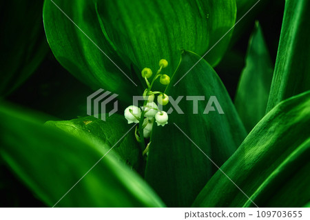 The photo showcases a lily of the valley plant with white flowers and lush green leaves. The photo showcases a lily of the valley plant with white flowers and lush green leaves. 109703655