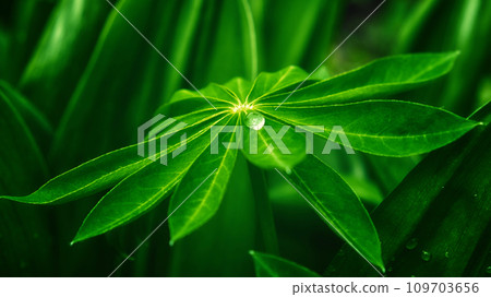 The photo shows a leaf with a water droplet on it, with other leaves forming the background. A large drop of water on a sheet of lupine. The photo shows a leaf with a water droplet on it, with other leaves forming the background. A large drop of water on a sheet of lupine. 109703656