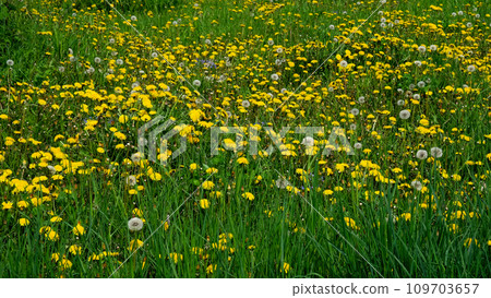 A field predominantly covered by blooming dandelions with patches of green grass. A field predominantly covered by blooming dandelions with patches of green grass. 109703657