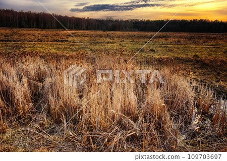 A field with tall, brown grass is captured at sunset, with trees lining the horizon. A field with tall, brown grass is captured at sunset, with trees lining the horizon. 109703697