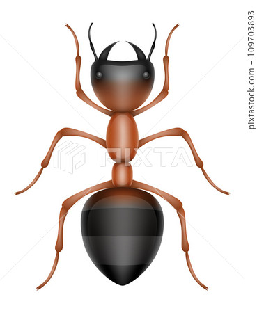 ant insects wildlife animals vector illustration 109703893