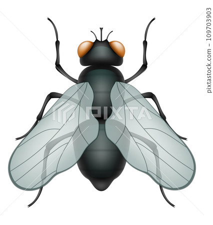 set insects wildlife animals vector illustration set insects wildlife animals vector illustration 109703903