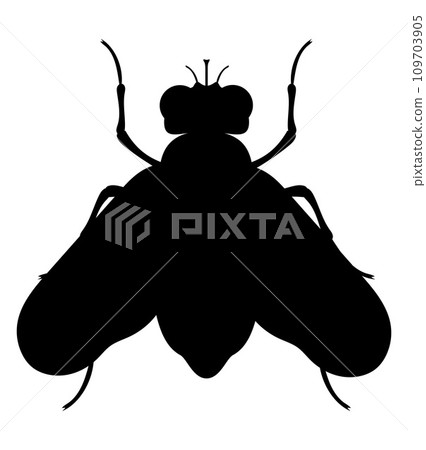 fly insects wildlife animals vector illustration fly insects wildlife animals vector illustration 109703905
