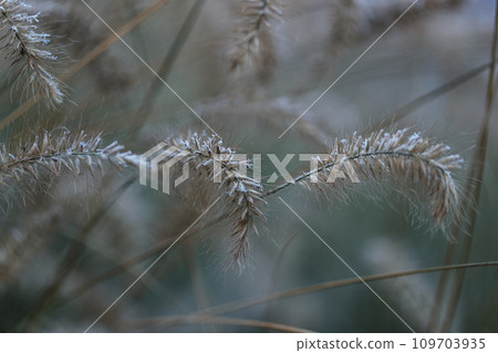 dry grass covered shiny transparent crystals of cold frost and snow cover in winter dry grass covered shiny transparent crystals of cold frost and snow cover in winter 109703935