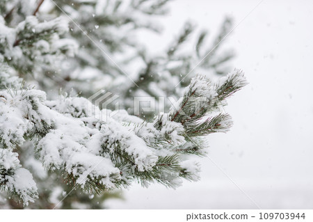 Close-up of snow covered pine tree. Happy New Year and Christmas celebration concept. Close-up of snow covered pine tree. Happy New Year and Christmas celebration concept. 109703944