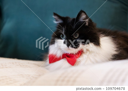 Cute cat with red bow tie on the sofa, close-up Cute cat with red bow tie on the sofa, close-up 109704678