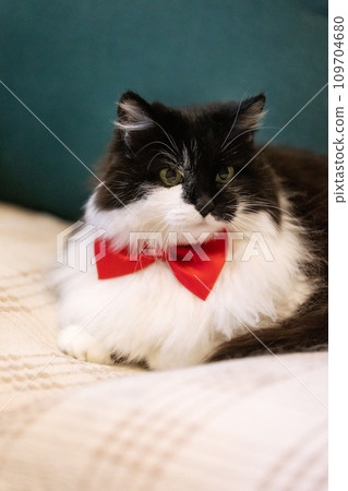 Cute cat with red bow tie on the sofa, close-up Cute cat with red bow tie on the sofa, close-up 109704680