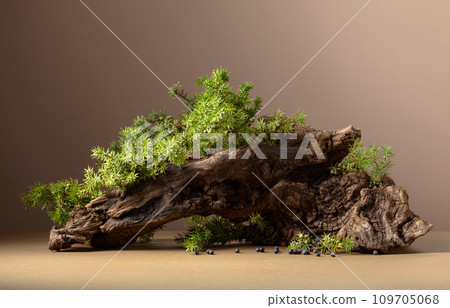 Abstract nature scene with a composition of juniper and dry snags. Abstract nature scene with a composition of juniper and dry snags. 109705068
