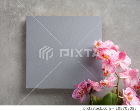 Blooming orchid with a gray card for your text. Blooming orchid with a gray card for your text. 109705085