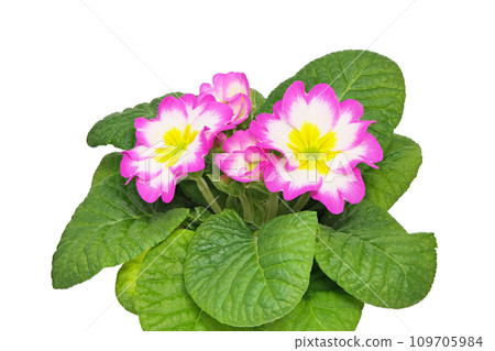 [Primula Julian] (depth composition) 109705984