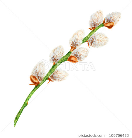 Hand drawn watercolor illustration of pussy willow. Botanical clip art, symbol of religious holidays, Easter, Lunar New Year. Green branches with soft salix buds, flowers. Spring painting for prints 109706423