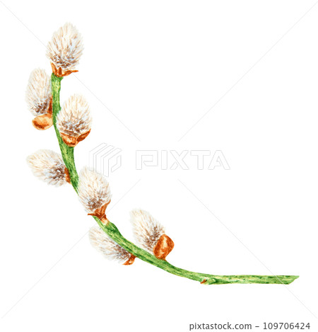 Hand drawn watercolor illustration of pussy willow. Botanical clip art, symbol of religious holidays, Easter, Lunar New Year. Green branches with soft salix buds, flowers. Spring painting for prints Hand drawn watercolor illustration of pussy willow. Botanical clip art, symbol of religious holidays, Easter, Lunar New Year. Green branches with soft salix buds, flowers. Spring painting for prints 109706424