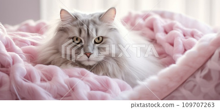 white fluffy cat in bedroom snood white fluffy cat in bedroom snood 109707263
