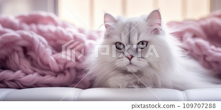 white fluffy cat in bedroom snood white fluffy cat in bedroom snood 109707288