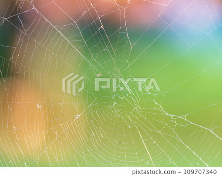 The spider web (cobweb) closeup background. 109707340