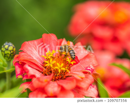 A bee collects nectar from Red marigolds flower in the garden in summer close-up. A bee collects nectar from Red marigolds flower in the garden in summer close-up. 109707356