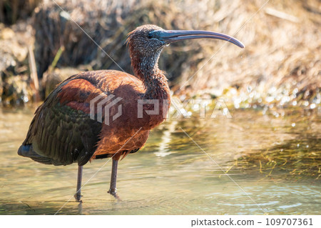 The glossy ibis, latin name Plegadis falcinellus, searching for food in the shallow lagoon. The glossy ibis, latin name Plegadis falcinellus, searching for food in the shallow lagoon. 109707361