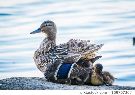 Adult duck with many ducklings sits on green shore of pond Adult duck with many ducklings sits on green shore of pond 109707363