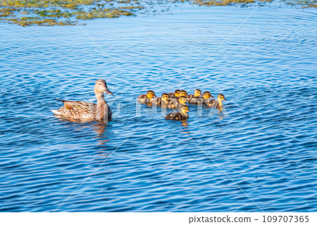 A family of ducks, a duck and its little ducklings are swimming in the water. The duck takes care of its newborn ducklings. Mallard, lat. Anas platyrhynchos 109707365
