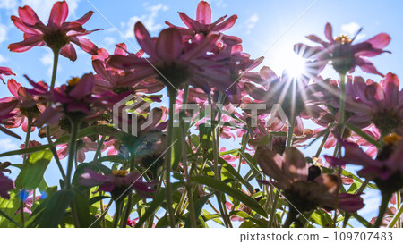 Zinnia shining against the blue sky Zinnia shining against the blue sky 109707483