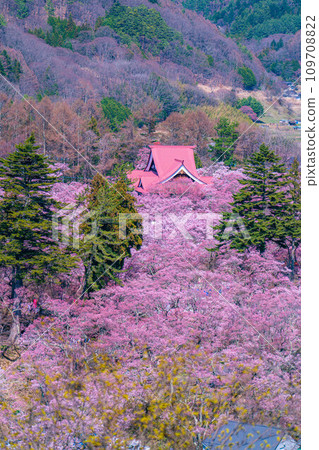 [春季材料]高遠城址公園的櫻花和鳥瞰圖[長野縣] 109708822