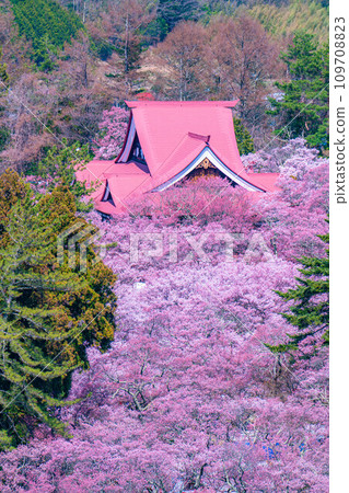 [春季材料]高遠城址公園的櫻花和鳥瞰圖[長野縣] 109708823