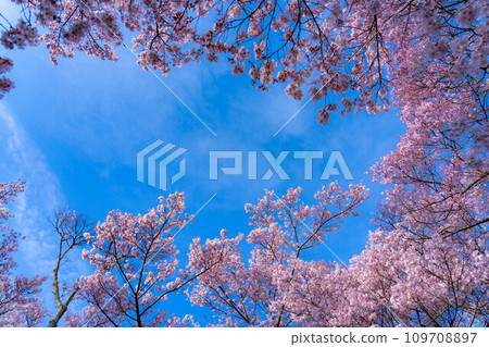 [春季材料]高遠城址公園的櫻花和藍天[長野縣] 109708897