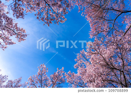 [春季材料]高遠城址公園的櫻花和藍天[長野縣] 109708899