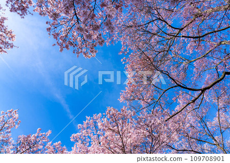 [Spring material] Cherry blossoms and blue sky at Takato Castle Ruins Park [Nagano Prefecture] 109708901