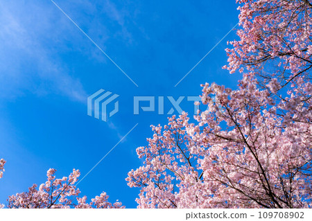 [Spring material] Cherry blossoms and blue sky at Takato Castle Ruins Park [Nagano Prefecture] 109708902