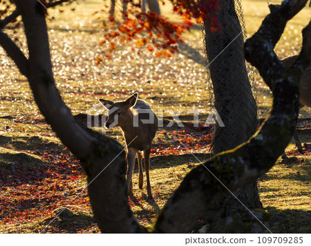 Nara Park Ukigumoenchi and fawn at sunrise 109709285