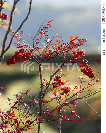 帶有鮮紅色漿果的南天 帶有鮮紅色漿果的南天 109709386