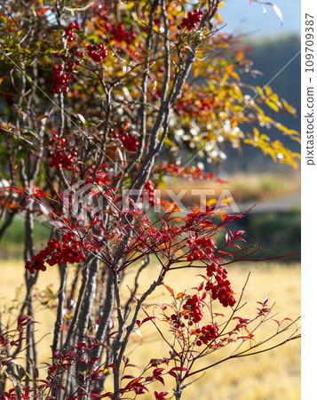 帶有鮮紅色漿果的南天 帶有鮮紅色漿果的南天 109709387