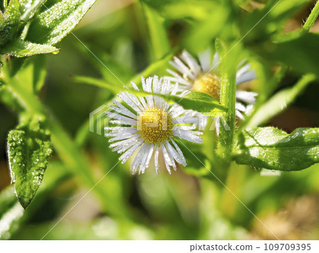 Halzion flowers wet with morning dew 109709395