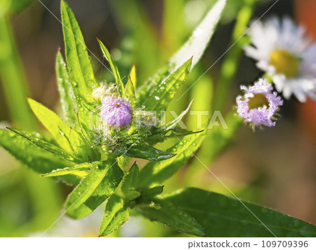 Halzion 花被晨露浸濕 109709396