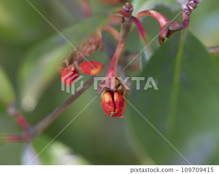 Ripe and cracked red fruit of Mokkoku Ripe and cracked red fruit of Mokkoku 109709415