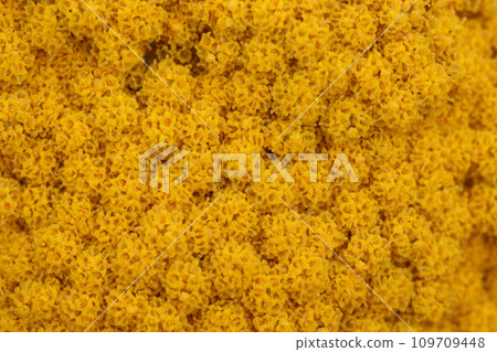 Yellow ornamental yarrow flowers in close up 109709448