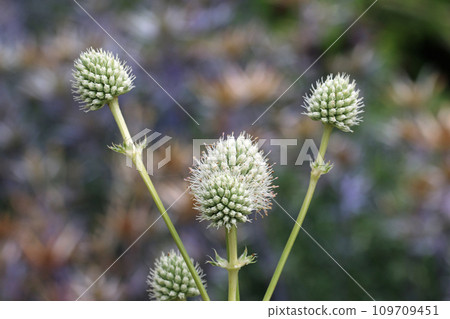 White ornamental sea holly flowers in close up 109709451