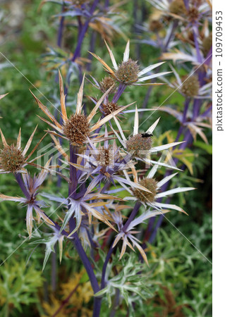 Purple ornamental sea holly flowers in close up 109709453