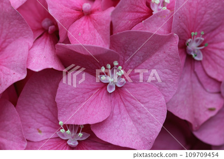 Pink mophead Hydrangea flowers in macro close up Pink mophead Hydrangea flowers in macro close up 109709454